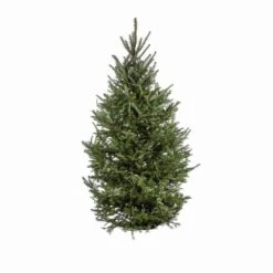6 Ft. Live Cut Fraser Fir Christmas Tree (1-Pack)