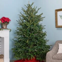 6 Ft. Live Cut Fraser Fir Christmas Tree (1-Pack) -Northlight Shop metrolina greenhouses real christmas trees 5324 fa 1000