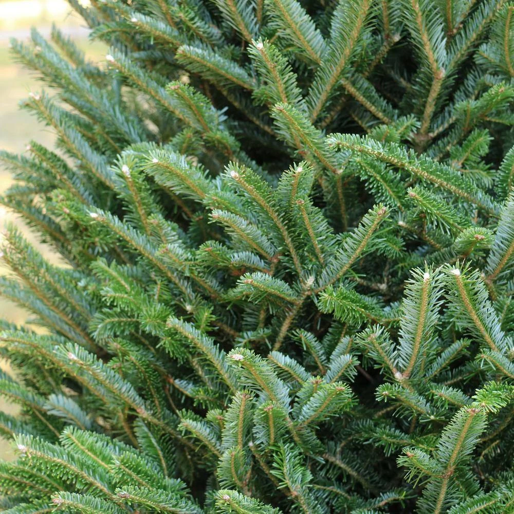 6 Ft. To 6.5 Ft. Freshly Cut Fraser Fir Real Christmas Tree (Live) 12 6 Ft. To 6.5 Ft. Freshly Cut Fraser Fir Real Christmas Tree (Live) - Image 12