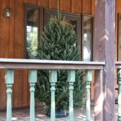 6 Ft. To 6.5 Ft. Freshly Cut Fraser Fir Real Christmas Tree (Live) 19 6 Ft. To 6.5 Ft. Freshly Cut Fraser Fir Real Christmas Tree (Live) -Northlight Shop national plant network real christmas trees hd9000 44 1000