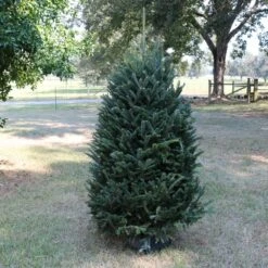 6 Ft. To 6.5 Ft. Freshly Cut Fraser Fir Real Christmas Tree (Live) 15 6 Ft. To 6.5 Ft. Freshly Cut Fraser Fir Real Christmas Tree (Live) -Northlight Shop national plant network real christmas trees hd9000 66 1000
