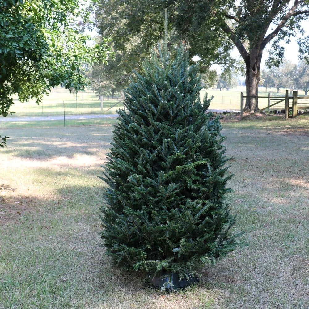 6 Ft. To 6.5 Ft. Freshly Cut Fraser Fir Real Christmas Tree (Live) 4 6 Ft. To 6.5 Ft. Freshly Cut Fraser Fir Real Christmas Tree (Live) - Image 4