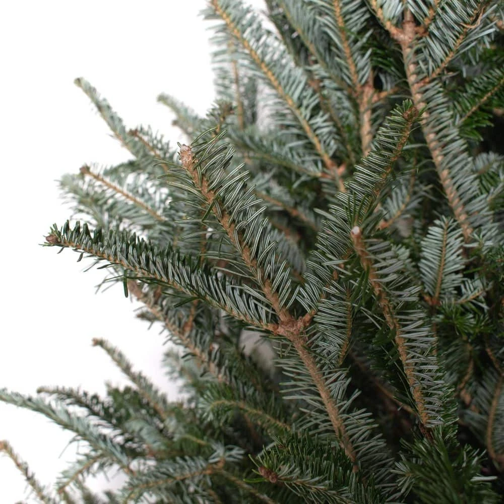 6 Ft. To 6.5 Ft. Freshly Cut Fraser Fir Real Christmas Tree (Live) 3 6 Ft. To 6.5 Ft. Freshly Cut Fraser Fir Real Christmas Tree (Live) - Image 3