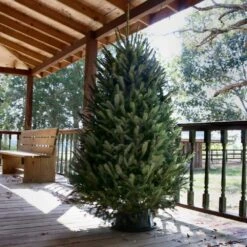 6 Ft. To 6.5 Ft. Freshly Cut Fraser Fir Real Christmas Tree (Live) 16 6 Ft. To 6.5 Ft. Freshly Cut Fraser Fir Real Christmas Tree (Live) -Northlight Shop national plant network real christmas trees hd9000 c3 1000