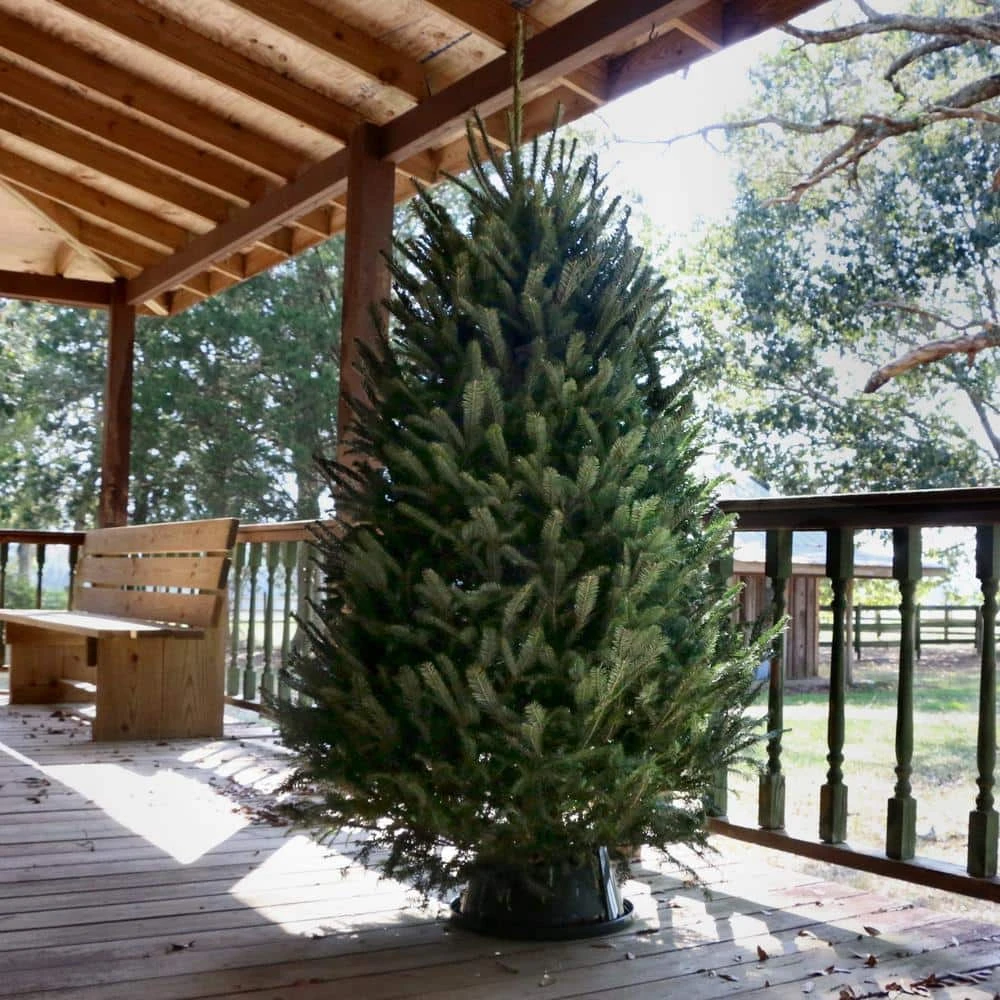 6 Ft. To 6.5 Ft. Freshly Cut Fraser Fir Real Christmas Tree (Live) 5 6 Ft. To 6.5 Ft. Freshly Cut Fraser Fir Real Christmas Tree (Live) - Image 5