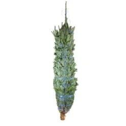 6 Ft. To 6.5 Ft. Freshly Cut Fraser Fir Real Christmas Tree (Live) 22 6 Ft. To 6.5 Ft. Freshly Cut Fraser Fir Real Christmas Tree (Live) -Northlight Shop national plant network real christmas trees hd9000 d4 1000