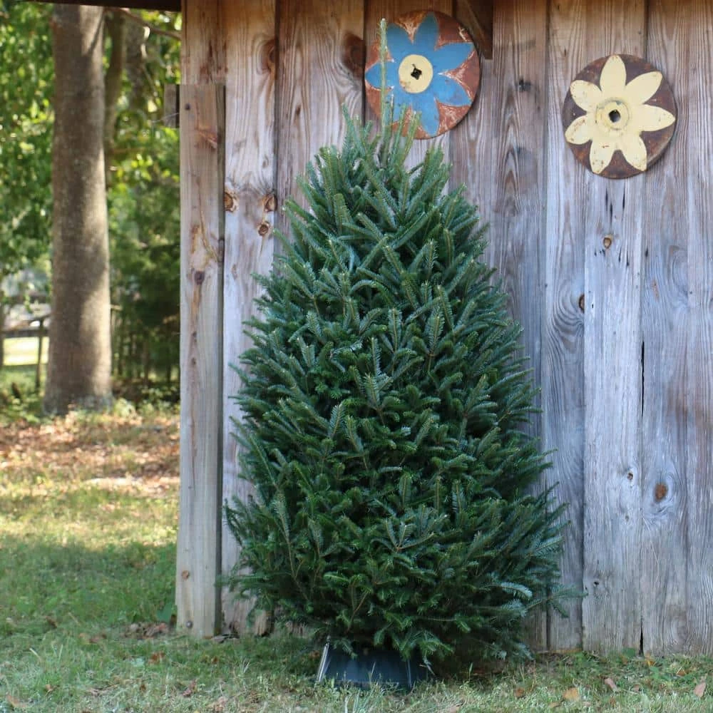 6 Ft. To 6.5 Ft. Freshly Cut Fraser Fir Real Christmas Tree (Live) 2 6 Ft. To 6.5 Ft. Freshly Cut Fraser Fir Real Christmas Tree (Live) - Image 2