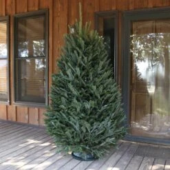 6 Ft. To 6.5 Ft. Freshly Cut Fraser Fir Real Christmas Tree (Live) 20 6 Ft. To 6.5 Ft. Freshly Cut Fraser Fir Real Christmas Tree (Live) -Northlight Shop national plant network real christmas trees hd9000 fa 1000
