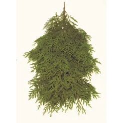 24 In. Bunched Western Red Cedar Boughs Freshly Cut From Pacific Northwest Forests (5-Pack)