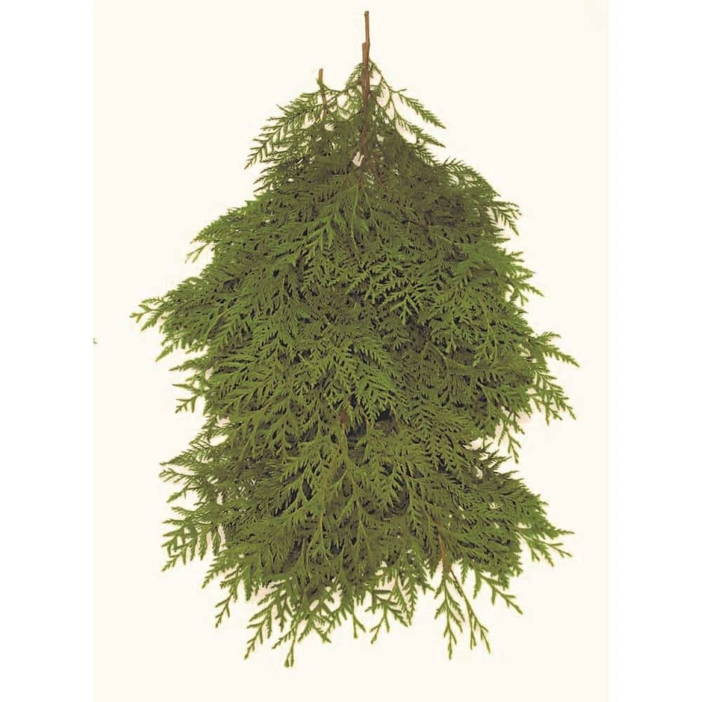 24 In. Bunched Western Red Cedar Boughs Freshly Cut From Pacific Northwest Forests (5-Pack) 1 24 In. Bunched Western Red Cedar Boughs Freshly Cut From Pacific Northwest Forests (5-Pack)