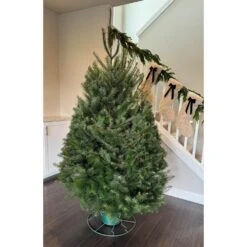 7.5 Ft. Freshly Cut Douglas Fir Live Christmas Tree (Real, Natural, Oregon-Grown) -Northlight Shop online orchards real christmas trees chdf075 4f 1000