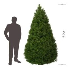7.5 Ft. Freshly Cut Douglas Fir Live Christmas Tree (Real, Natural, Oregon-Grown) -Northlight Shop online orchards real christmas trees chdf075 de 1000