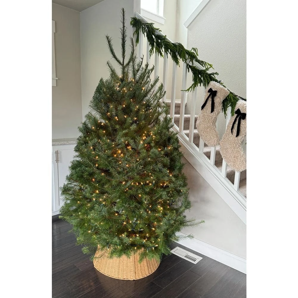 4 Ft. To 5 Ft. Freshly Cut Douglas Fir Live Christmas Tree (Real, Natural, Oregon-Grown) 5 4 Ft. To 5 Ft. Freshly Cut Douglas Fir Live Christmas Tree (Real, Natural, Oregon-Grown) - Image 5