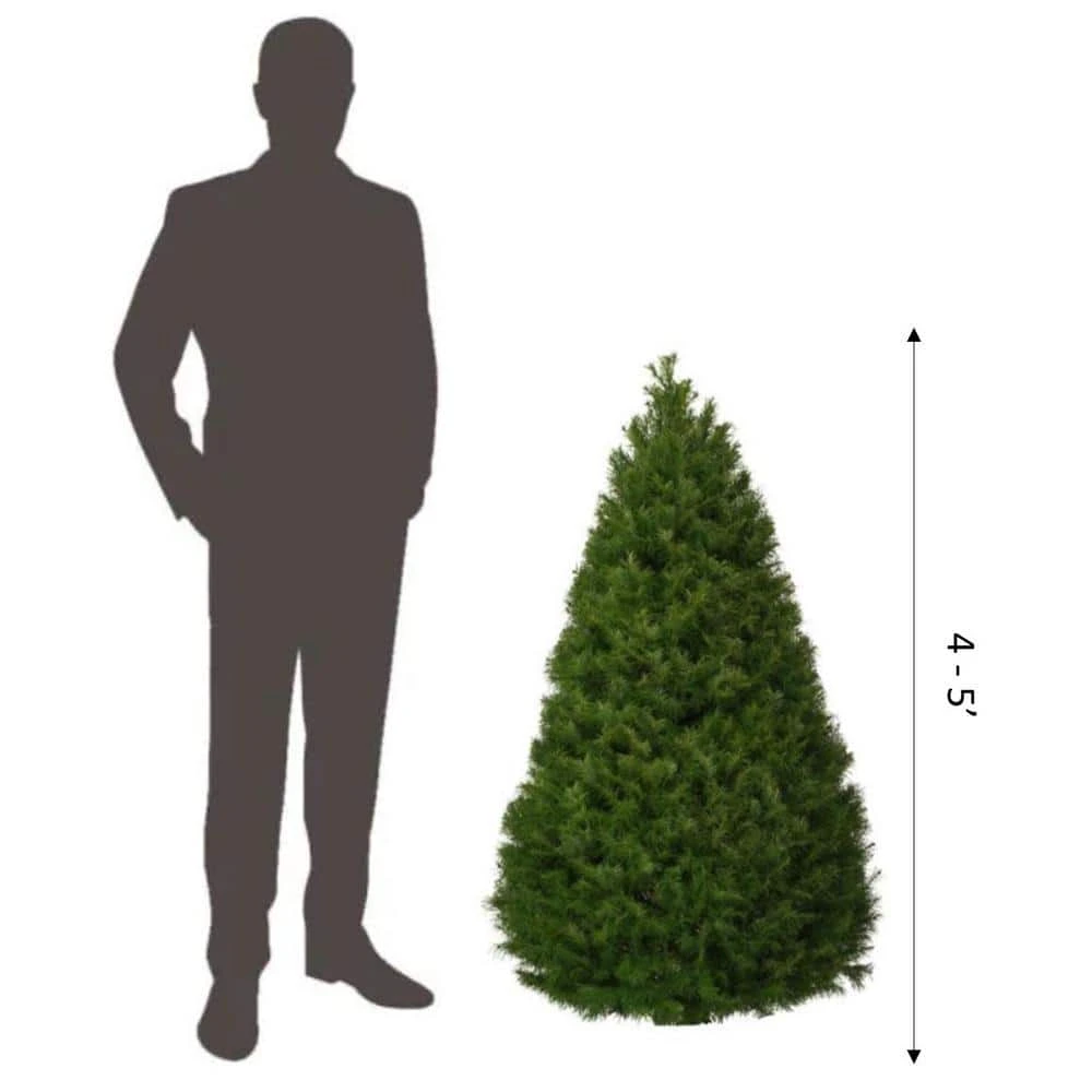 4 Ft. To 5 Ft. Freshly Cut Douglas Fir Live Christmas Tree (Real, Natural, Oregon-Grown) 2 4 Ft. To 5 Ft. Freshly Cut Douglas Fir Live Christmas Tree (Real, Natural, Oregon-Grown) - Image 2