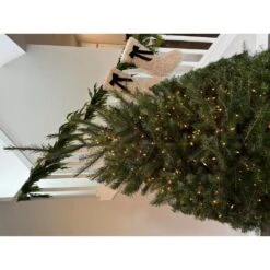 4 Ft. To 5 Ft. Freshly Cut Douglas Fir Live Christmas Tree (Real, Natural, Oregon-Grown) 12 4 Ft. To 5 Ft. Freshly Cut Douglas Fir Live Christmas Tree (Real, Natural, Oregon-Grown) -Northlight Shop online orchards real christmas trees chdf405 44 1000