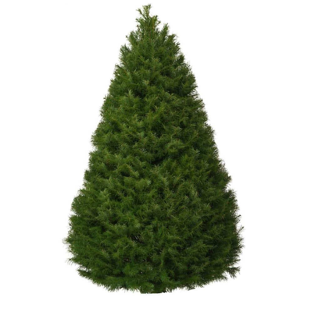 4 Ft. To 5 Ft. Freshly Cut Douglas Fir Live Christmas Tree (Real, Natural, Oregon-Grown) 1 4 Ft. To 5 Ft. Freshly Cut Douglas Fir Live Christmas Tree (Real, Natural, Oregon-Grown)
