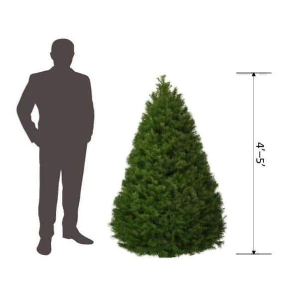 4 Ft. To 5 Ft. Freshly Cut Douglas Fir Live Christmas Tree (Real, Natural, Oregon-Grown) 7 4 Ft. To 5 Ft. Freshly Cut Douglas Fir Live Christmas Tree (Real, Natural, Oregon-Grown) - Image 7