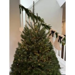 5 Ft. To 6 Ft. Freshly Cut Douglas Fir Live Christmas Tree (Real, Natural, Oregon-Grown) 10 5 Ft. To 6 Ft. Freshly Cut Douglas Fir Live Christmas Tree (Real, Natural, Oregon-Grown) -Northlight Shop online orchards real christmas trees chdf506 1f 1000