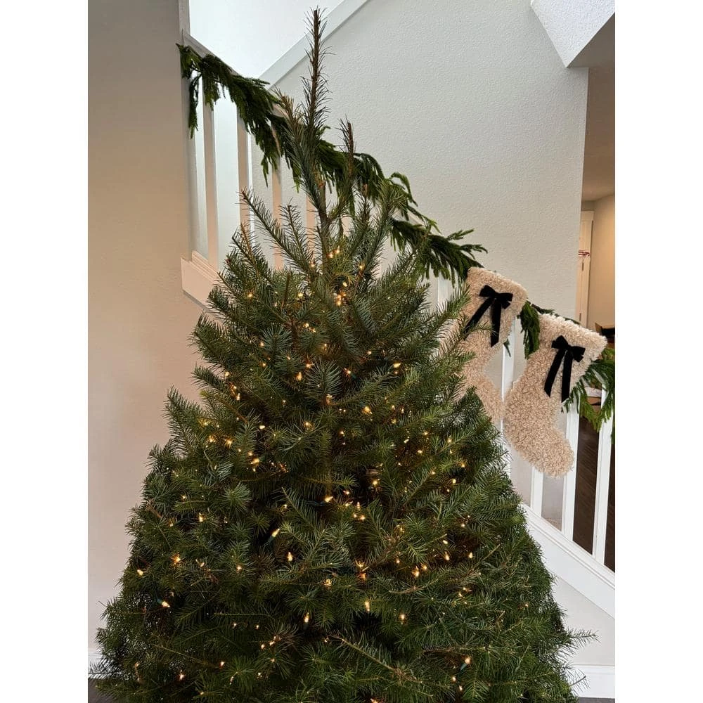 5 Ft. To 6 Ft. Freshly Cut Douglas Fir Live Christmas Tree (Real, Natural, Oregon-Grown) 4 5 Ft. To 6 Ft. Freshly Cut Douglas Fir Live Christmas Tree (Real, Natural, Oregon-Grown) - Image 4