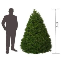 5 Ft. To 6 Ft. Freshly Cut Douglas Fir Live Christmas Tree (Real, Natural, Oregon-Grown) 13 5 Ft. To 6 Ft. Freshly Cut Douglas Fir Live Christmas Tree (Real, Natural, Oregon-Grown) -Northlight Shop online orchards real christmas trees chdf506 de 1000
