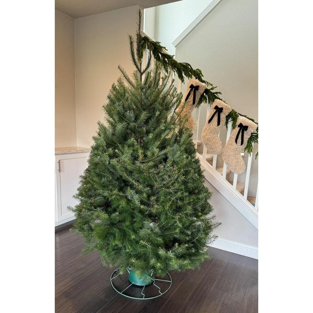 5 Ft. To 6 Ft. Freshly Cut Douglas Fir Live Christmas Tree (Real, Natural, Oregon-Grown) 6 5 Ft. To 6 Ft. Freshly Cut Douglas Fir Live Christmas Tree (Real, Natural, Oregon-Grown) - Image 6