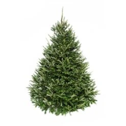 5 Ft. To 6 Ft. Freshly Cut Fraser Fir Live Christmas Tree (Real, Naturally-Grown)
