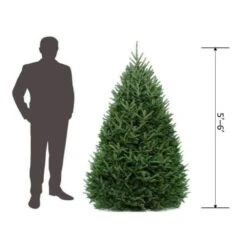 5 Ft. To 6 Ft. Freshly Cut Fraser Fir Live Christmas Tree (Real, Naturally-Grown) -Northlight Shop online orchards real christmas trees chff506 de 1000