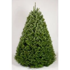 7.5 Ft. Freshly Cut Grand Fir Live Christmas Tree (Real, Natural, Oregon-Grown)