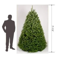 7.5 Ft. Freshly Cut Grand Fir Live Christmas Tree (Real, Natural, Oregon-Grown) -Northlight Shop online orchards real christmas trees chgf075 de 1000