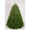 4 Ft. To 5 Ft. Freshly Cut Grand Fir Live Christmas Tree (Real, Natural, Oregon-Grown) -Northlight Shop online orchards real christmas trees chgf405 64 1000