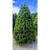 7.5 Ft. Freshly Cut Nordmann Fir Live Christmas Tree (Real, Natural, Oregon-Grown) -Northlight Shop online orchards real christmas trees chmf075 64 1000