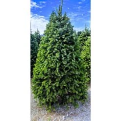 7.5 Ft. Freshly Cut Nordmann Fir Live Christmas Tree (Real, Natural, Oregon-Grown)