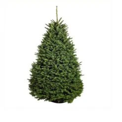 7.5 Ft. Freshly Cut Noble Fir Live Christmas Tree (Real, Natural, Oregon-Grown)