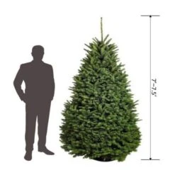 7.5 Ft. Freshly Cut Noble Fir Live Christmas Tree (Real, Natural, Oregon-Grown) -Northlight Shop online orchards real christmas trees chnf075 de 1000