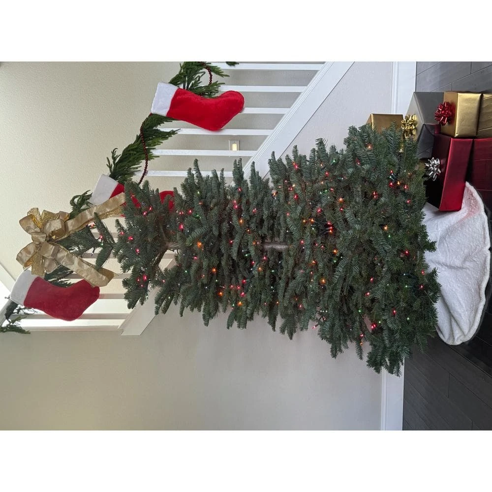 4 Ft. To 5 Ft. Freshly Cut Noble Fir Live Christmas Tree (Real, Natural, Oregon-Grown) 5 4 Ft. To 5 Ft. Freshly Cut Noble Fir Live Christmas Tree (Real, Natural, Oregon-Grown) - Image 5