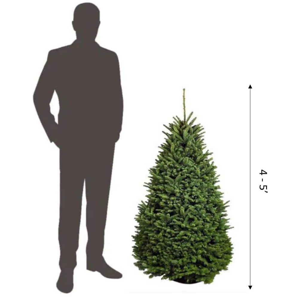 4 Ft. To 5 Ft. Freshly Cut Noble Fir Live Christmas Tree (Real, Natural, Oregon-Grown) 2 4 Ft. To 5 Ft. Freshly Cut Noble Fir Live Christmas Tree (Real, Natural, Oregon-Grown) - Image 2