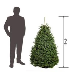 4 Ft. To 5 Ft. Freshly Cut Noble Fir Live Christmas Tree (Real, Natural, Oregon-Grown) 13 4 Ft. To 5 Ft. Freshly Cut Noble Fir Live Christmas Tree (Real, Natural, Oregon-Grown) -Northlight Shop online orchards real christmas trees chnf405 de 1000