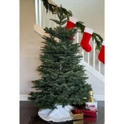 5 Ft. To 6 Ft. Freshly Cut Noble Fir Live Christmas Tree (Real, Natural, Oregon-Grown) 11 5 Ft. To 6 Ft. Freshly Cut Noble Fir Live Christmas Tree (Real, Natural, Oregon-Grown) -Northlight Shop online orchards real christmas trees chnf506 1f 1000