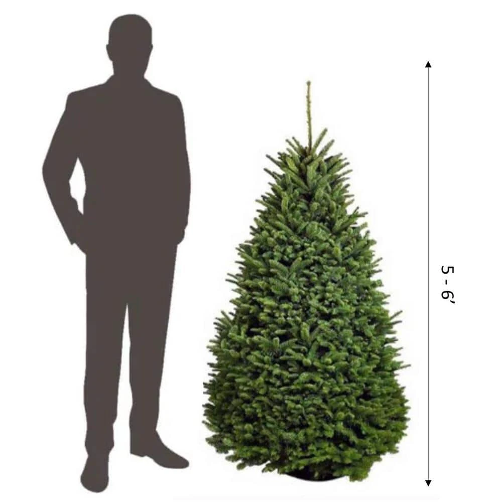5 Ft. To 6 Ft. Freshly Cut Noble Fir Live Christmas Tree (Real, Natural, Oregon-Grown) 2 5 Ft. To 6 Ft. Freshly Cut Noble Fir Live Christmas Tree (Real, Natural, Oregon-Grown) - Image 2