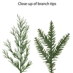 24 In. Pre-Lit Adorned Artificial Christmas Wreath Battery-Operated Warm White LED Lights -Northlight Shop puleo international christmas garland 51022 w24lw035 bo 44 1000