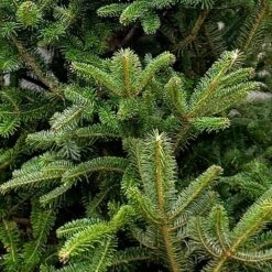 3 Ft. To 4 Ft. Freshly Cut Fraser Fir Real Christmas Tree With Stand 8 3 Ft. To 4 Ft. Freshly Cut Fraser Fir Real Christmas Tree With Stand -Northlight Shop real christmas trees firfra04b 1f 1000