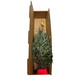 3 Ft. To 4 Ft. Freshly Cut Fraser Fir Real Christmas Tree With Stand 9 3 Ft. To 4 Ft. Freshly Cut Fraser Fir Real Christmas Tree With Stand -Northlight Shop real christmas trees firfra04b 44 1000