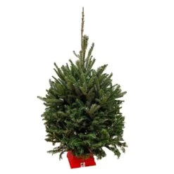 3 Ft. To 4 Ft. Freshly Cut Fraser Fir Real Christmas Tree With Stand