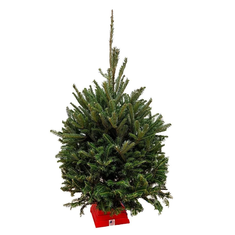 3 Ft. To 4 Ft. Freshly Cut Fraser Fir Real Christmas Tree With Stand 1 3 Ft. To 4 Ft. Freshly Cut Fraser Fir Real Christmas Tree With Stand