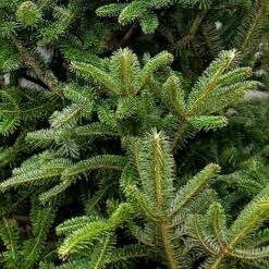 3 Ft. To 4 Ft. Freshly Cut Fraser Fir Real Christmas Tree -Northlight Shop real christmas trees firfra05b 1f 1000