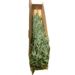 3 Ft. To 4 Ft. Freshly Cut Fraser Fir Real Christmas Tree -Northlight Shop real christmas trees firfra05b 4f 1000
