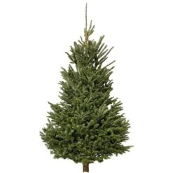 5 To 6 Ft. Fraser Fir Christmas Tree