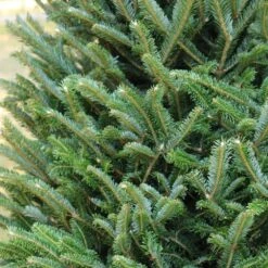 5 Ft. Freshly Cut Fraser Fir Real Christmas Tree 19 5 Ft. Freshly Cut Fraser Fir Real Christmas Tree -Northlight Shop real christmas trees hd9064 1d 1000