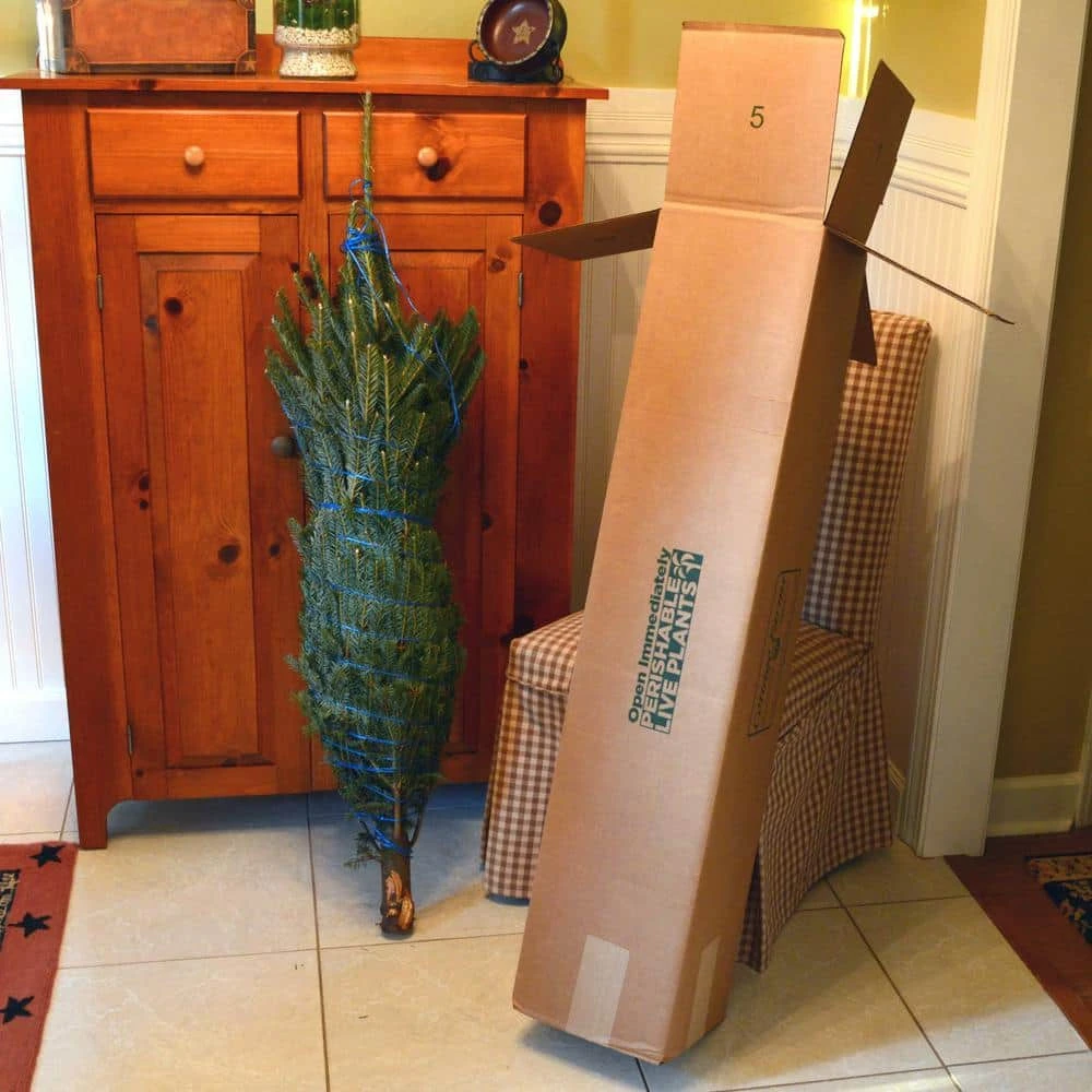 5 Ft. Freshly Cut Fraser Fir Real Christmas Tree 10 5 Ft. Freshly Cut Fraser Fir Real Christmas Tree - Image 10