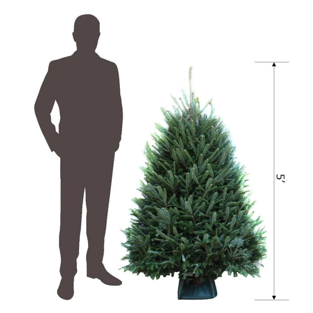 5 Ft. Freshly Cut Fraser Fir Real Christmas Tree 3 5 Ft. Freshly Cut Fraser Fir Real Christmas Tree - Image 3